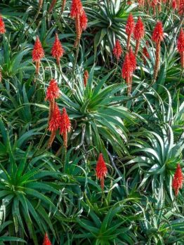 A dense cluster of Aloe 'Candelabra' 10" Pot, showcasing tall red flower stalks reminiscent of a candelabra in full bloom.