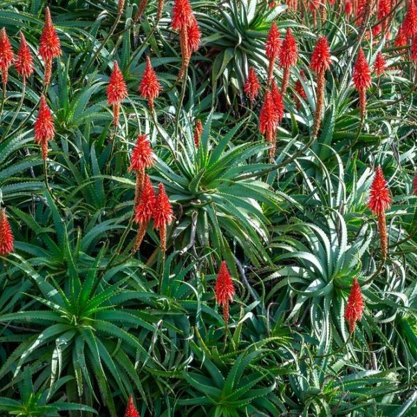 A dense cluster of Aloe 'Candelabra' 10" Pot, showcasing tall red flower stalks reminiscent of a candelabra in full bloom.