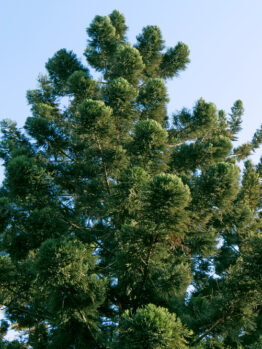 Close-up view of the top of a lush, green evergreen tree against a clear blue sky.