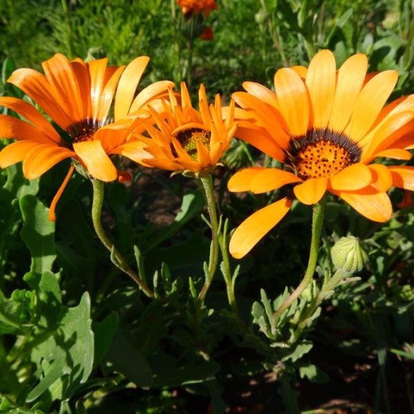 Close-up of three vibrant orange Arctotis daisies with black centers, surrounded by green foliage in a garden, blooming beautifully from an Arctotis 'Yellow' 6" Pot (Copy).