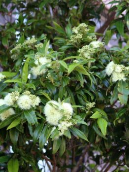A Backhousia 'Lemon Scented Myrtle' (Copy) with glossy green leaves and clusters of small white flowers, surrounded by foliage.