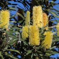 A close-up view of a Banksia 'High Noon' 6" Pot, showcasing its yellow, cylindrical flower spikes and green leaves against a clear blue sky at High Noon.
