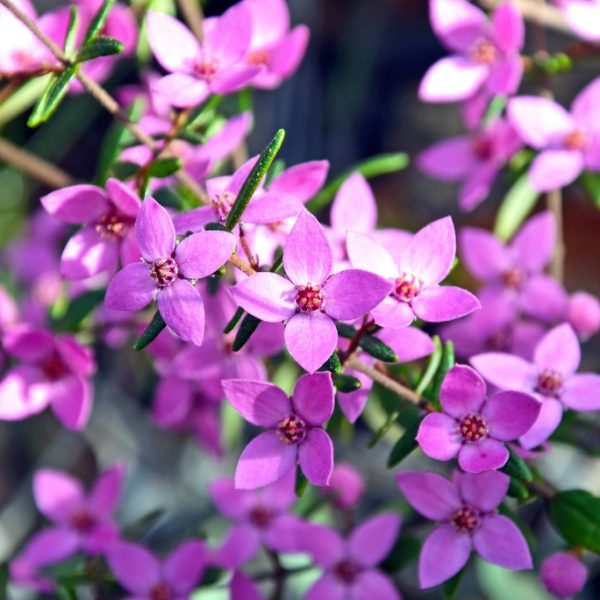 Close-up of Boronia 'Jack Maguire's Red' 6" Pot (Copy) flowers in full bloom, with green leaves intermixed, against a blurred background.
