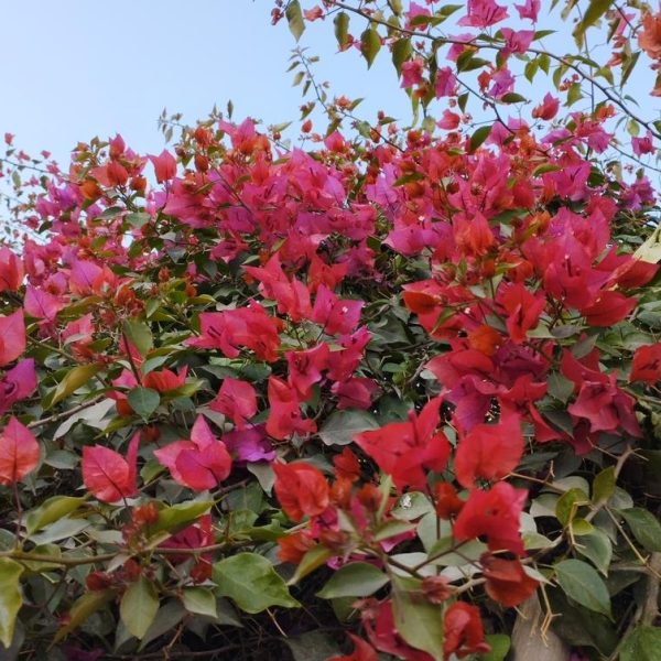 Bright red and pink Bougainvillea 'Mrs Butt' 8" Pot flowers are clustered together, interspersed with green leaves, against a clear blue sky—reminiscent of Mrs. H.C. Buck's beloved garden.