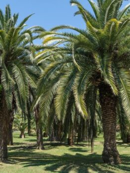 A grove of Butia palms stands on a sunny day, with green grass and a clear blue sky in the background—an ideal setting for showcasing your favorite Butia 'Jelly Palm' 12" Pot.