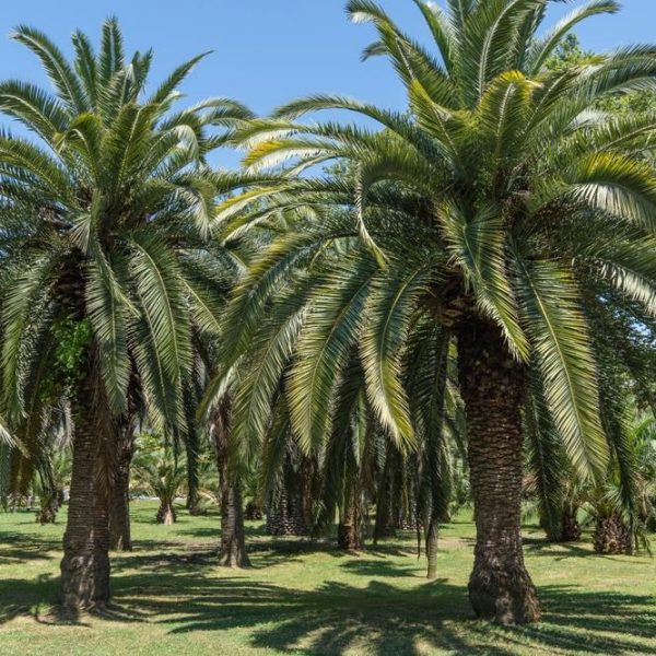 A grove of Butia palms stands on a sunny day, with green grass and a clear blue sky in the background—an ideal setting for showcasing your favorite Butia 'Jelly Palm' 12" Pot.