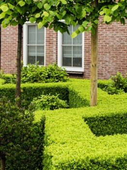 A well-manicured garden with neatly trimmed hedges, small trees, and a brick building in the background.