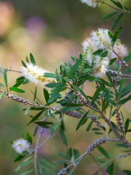 Close-up of a flowering Callistemon 'Icy Burst™' Bottlebrush (Copy) plant with elongated green leaves and round, spiky white flowers. The background is blurred with shades of green and purple, creating an icy burst of colors.
