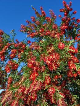 A bottlebrush tree with vibrant red flowers against a clear blue sky.
