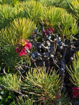 A close-up of a Calothamnus 'Granite Claw Flower' 6" Pot with dense green needle-like leaves, small pink-red flowers, and clusters of dark berries, perfect for planting in a 6" pot.