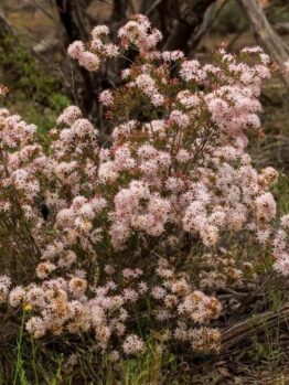 A bush with numerous small, pale pink flowers, known as Calytrix 'Snow Myrtle' 6" Pot, thrives in a natural, forested area with scattered tree branches and green grass.