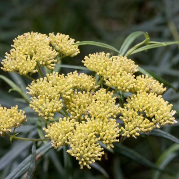 Cluster of small, yellow-green flowers on long, slender stems with narrow leaves in the background, reminiscent of Cassinia aureonitens 'Yellow' 6" Pot. A delicate arrangement that would look stunning in a yellow pot.