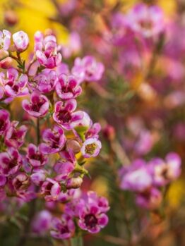 Close-up of small pink and white Chamelaucium 'Blizzard' Geraldton Wax 6" Pot (Copy) flowers with a blurred background of vibrant yellow and red blooms.