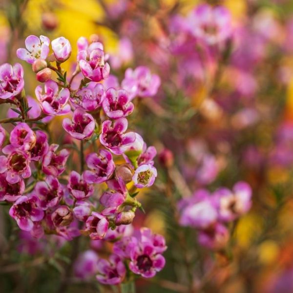 Close-up of small pink and white Chamelaucium 'Blizzard' Geraldton Wax 6" Pot (Copy) flowers with a blurred background of vibrant yellow and red blooms.