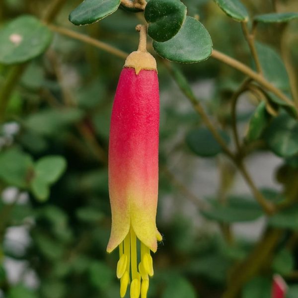 Close-up of a Correa redex 6" Pot flower, showing a red upper half fading to yellow at the tip, hanging from a stem with small, round green leaves in the background.