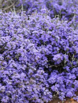 A dense cluster of vibrant purple Dampiera wildflowers, also known as Kangaroo Lobelia, grows low to the ground in an outdoor setting, flourishing beautifully in a Dampiera 'Kangaroo Lobelia' 6" Pot.