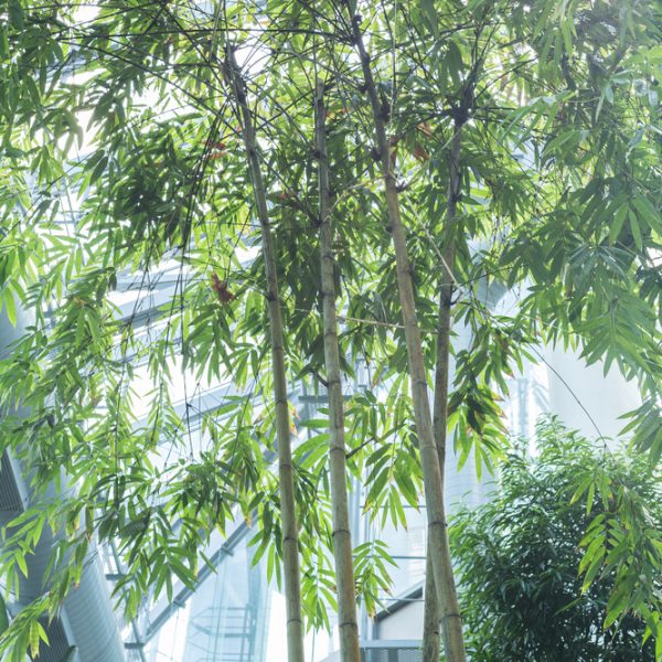 The Bambusa 'Timor Black' Bamboo 8" Pot (Copy) inside a modern glass conservatory, with sunlight filtering through the leaves.