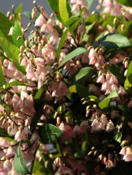 A bush with clusters of small, bell-shaped pink flowers and green leaves against a gray background.