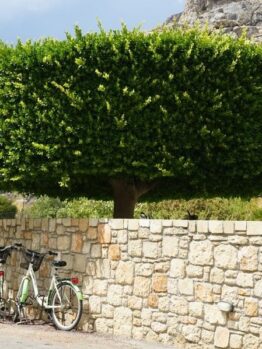 Two green bicycles are parked against a stone wall in front of a large, well-trimmed Ficus nitida 'Chinese Banyan' 16" Pot with a dense, square-shaped canopy. Ficus microcarpa var. nitida chinese banyan tree