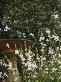 A birdbath stands amid lush green foliage and blooming white flowers, surrounded by the graceful charm of a Gaura Belleza 'White' Butterfly Bush 4" Pot.