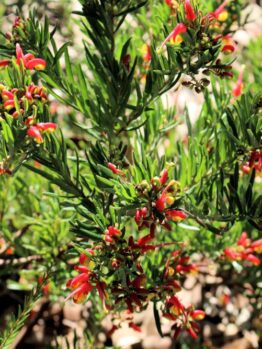 A green shrub with narrow leaves and clusters of small, red tubular flowers, the Grevillea 'Audrey' 6" Pot (Copy) comes in a convenient 6" pot.