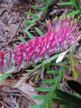 Close-up of a Grevillea 'Moe Gem' 6" Pot flower with curled pink petals and yellow-tipped stamens, surrounded by green leaves and brown fallen foliage on the ground. Perfect for planting in a 6" pot.
