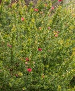 A dense green bush with scattered small red flowers, identified as a Grevillea 'Poorinda Firebird' 6" Pot (Copy), is shown in a garden setting, thriving in its 6" pot.