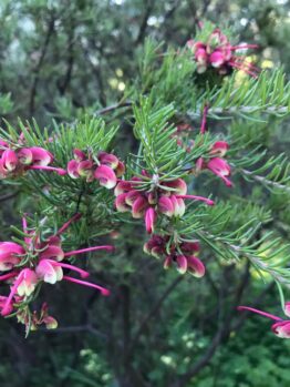 Close-up of a Grevillea 'Little Drummer Boy' 6" Pot, with thin, needle-like leaves and clusters of bright pink and white flowers against a blurred natural background.