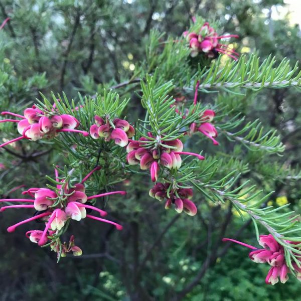 Close-up of a Grevillea 'Little Drummer Boy' 6" Pot, with thin, needle-like leaves and clusters of bright pink and white flowers against a blurred natural background.