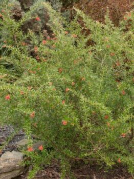 A Grevillea 'Poorinda Firebird' 6" Pot with sparse red flowers grows outdoors, surrounded by stones and other vegetation.
