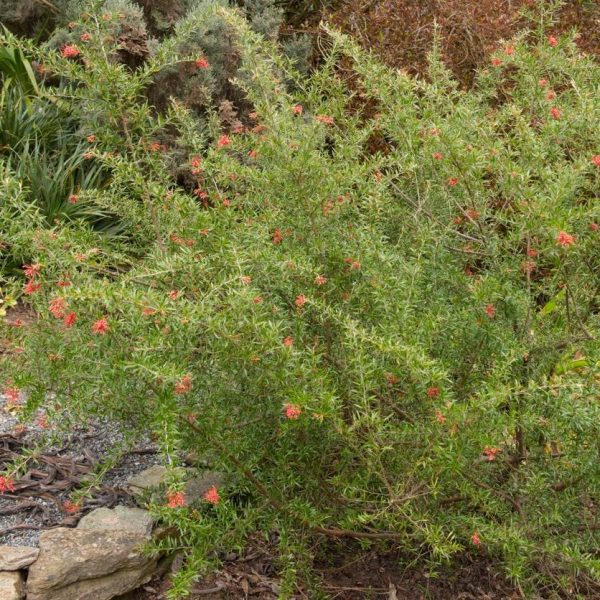 A Grevillea 'Poorinda Firebird' 6" Pot with sparse red flowers grows outdoors, surrounded by stones and other vegetation.