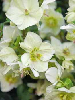 Close-up of pale, cream-colored Helleborus 'White' Hellebore flowers with yellow-green centers and some pink-tipped stamens, surrounded by green foliage in a 6-inch pot.