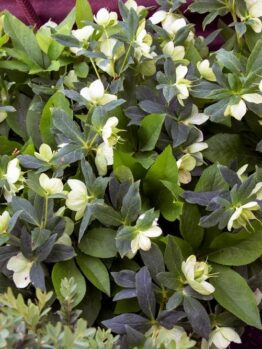 A dense cluster of Helleborus 'White Duchess' Hellebore 6" Pot (Copy) flowers with white petals and green leaves is shown, with some flowers partially obscured by foliage.