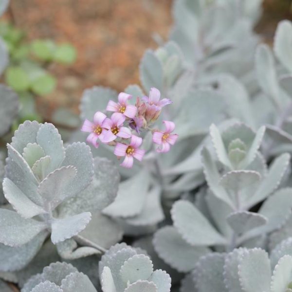 A cluster of light purple flowers amidst pale green, fleshy leaves. The Kalanchoe 'Silver Spoons' (Copy) plant's leaves have a slightly ruffled texture and are arranged in a dense formation.