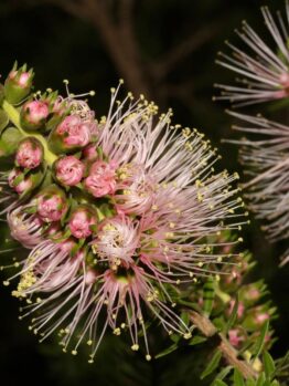 Close-up of a bottlebrush flower with Persian Pink and white tubular blooms and extended stamens, surrounded by dark green foliage from a Kunzea 'Persian Pink' 8" Pot in the background.