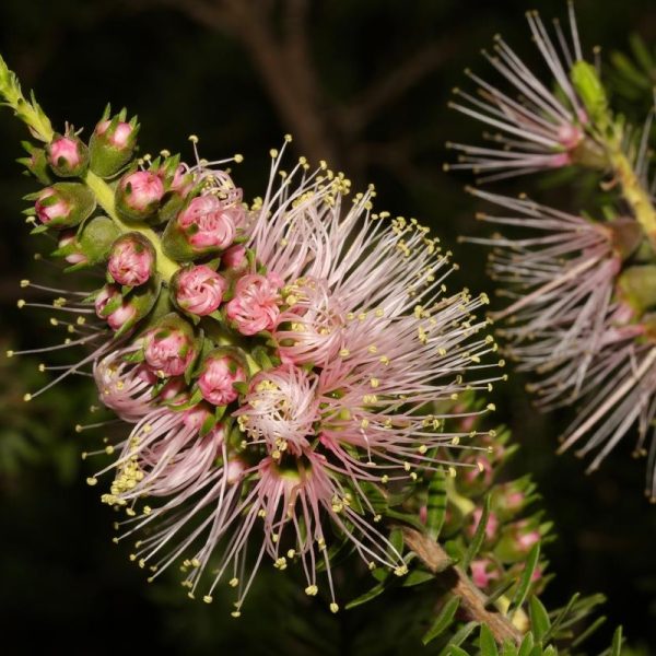 Close-up of a bottlebrush flower with Persian Pink and white tubular blooms and extended stamens, surrounded by dark green foliage from a Kunzea 'Persian Pink' 8" Pot in the background.