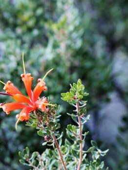 Close-up of a Lambertia 'Heath-leaved Honeysuckle' 6" Pot blooming among green foliage. The petals are elongated and pointed, radiating outward. The background is blurred greenery.