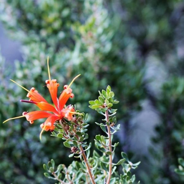Close-up of a Lambertia 'Heath-leaved Honeysuckle' 6" Pot blooming among green foliage. The petals are elongated and pointed, radiating outward. The background is blurred greenery.