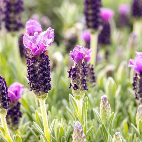 Close-up of blooming Lavandula 'Lavinnova® Violet Lace' Lavender 6" Pot with purple flowers and green leaves, planted in a 6" pot.