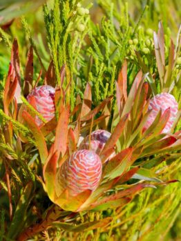Close-up of pink cone-shaped Banksia flowers surrounded by green foliage. The cones have distinctive patterns, almost as if meticulously AUTO-DRAFTed, and are nestled among elongated leaves.