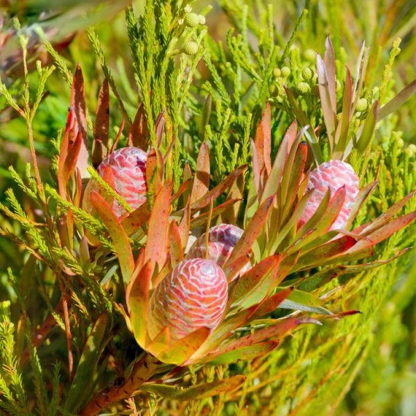 Close-up of pink cone-shaped Banksia flowers surrounded by green foliage. The cones have distinctive patterns, almost as if meticulously AUTO-DRAFTed, and are nestled among elongated leaves.