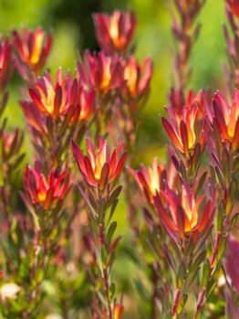 Clusters of red and yellow flowers with green stems and leaves in a garden setting, featuring Leucadendron 'Deacon Red' 8" Pot.