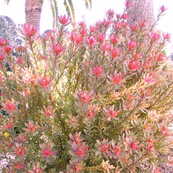 A Leucadendron 'Superstar' 6" Pot with numerous pink and red flowers is illuminated by sunlight in a garden setting, surrounded by trees and greenery, truly living up to its Superstar status.