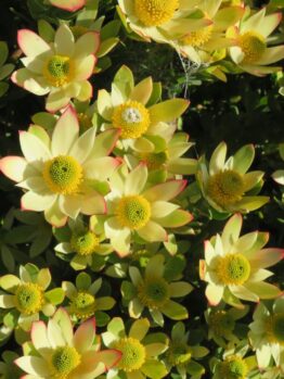 A close-up of numerous yellow flowers with green centers and red-tipped petals, surrounded by lush foliage, reminiscent of the stunning Leucadendron 'Florence' 6" Pot (Copy).