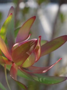 Close-up of a Leucadendron 'Lemon Spice' 6" Pot (Copy) with elongated, red-tipped green leaves, in sunlight with a blurred background.