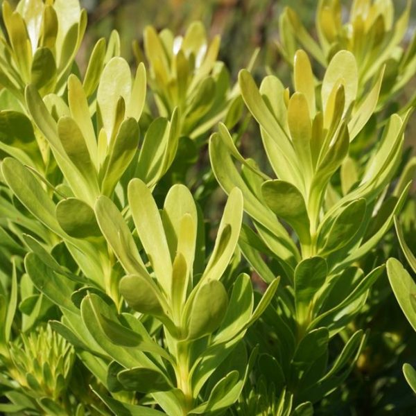 Close-up of Leucadendron 'Lime Magic' 8" Pot (Copy) foliage with elongated, oval-shaped leaves growing in clusters under sunlight. The leaves have a smooth texture and vibrant, healthy appearance. Background shows blurred vegetation.