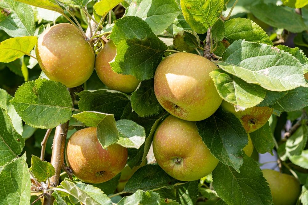 A cluster of ripe Malus 'Belle de Boskoop' Heritage Apple 10" Pot hangs from a tree branch surrounded by green leaves.