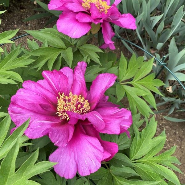Two vibrant Paeonia 'Morning Lilac' Peony Rose 8" Pot flowers with yellow centers bloom among lush green leaves in a garden setting.