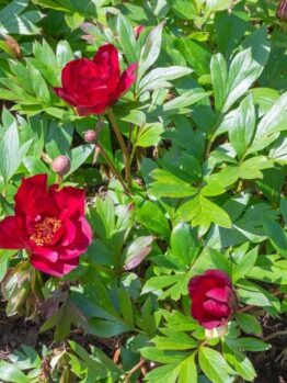 Bright red Paeonia 'Scarlet Heaven' Peony Rose 8" Pot flowers in full bloom and several buds surrounded by green foliage in a garden setting.