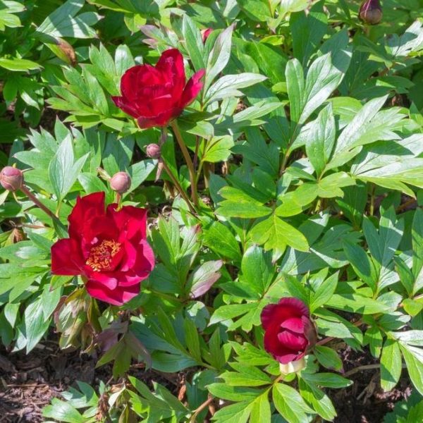 Bright red Paeonia 'Scarlet Heaven' Peony Rose 8" Pot flowers in full bloom and several buds surrounded by green foliage in a garden setting.